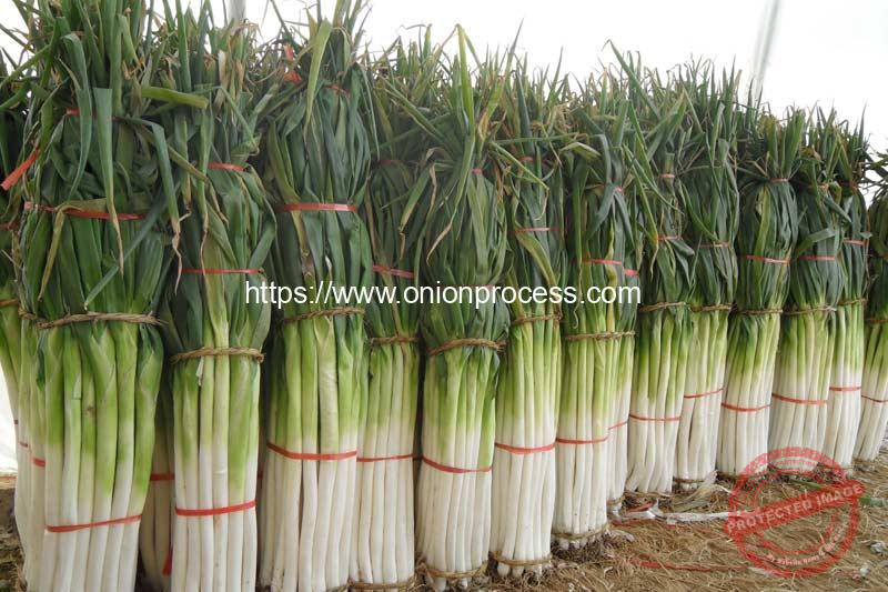 Nylon-Wire-Green-Onion-Bundling-Machine-Result